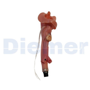 Airway With Tongue Manikin Megacode Kelly Dummy
